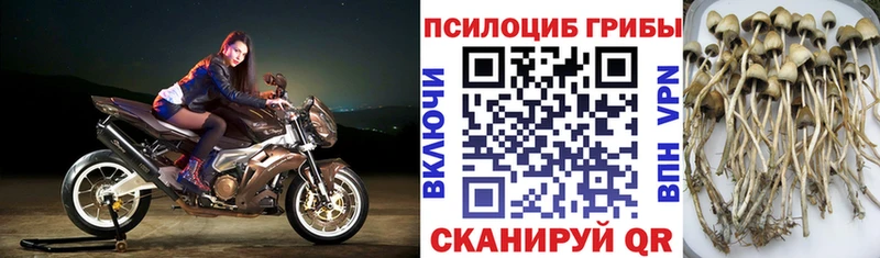 что такое   Кимовск  Псилоцибиновые грибы прущие грибы 